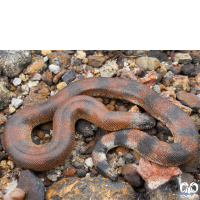 گونه کور مار بلوچستانی Brown Sand Boa